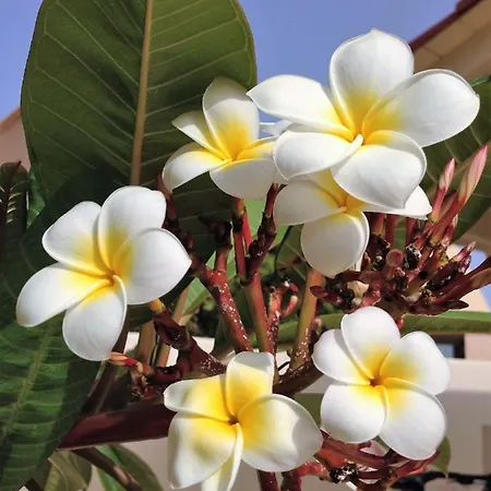 Turquesa 3 Fuerteventura Villa Corralejo