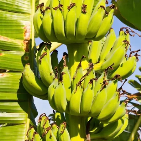 别墅 Turquesa 3 Fuerteventura 科拉雷侯