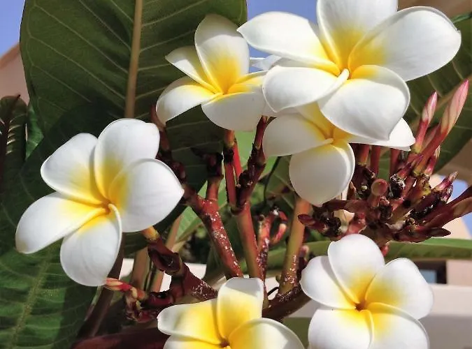 Turquesa 3 Fuerteventura Vila Corralejo