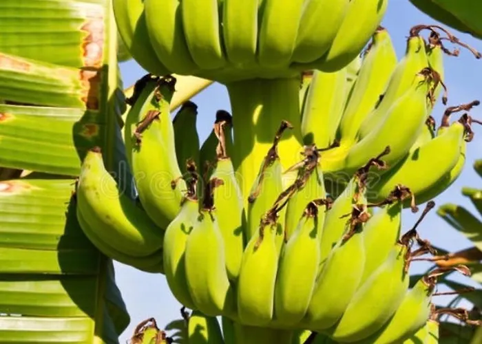 Vila Turquesa 3 Fuerteventura Corralejo